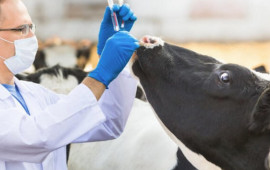 Azərbaycanda dabaq xəstəliyinin yeni n&ouml;v&uuml; yayılır?  A&Ccedil;IQLAMA