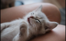 Ev heyvanlarından insana ke&ccedil;ən xəstəliklər  Həkim A&Ccedil;IQLADI