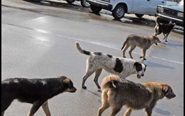 Bakıda sahibsiz itlər kabusu: Təkcə bir qəsəbədə 65 adamı dişləyiblər