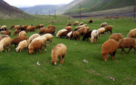Qurbanlıq heyvanı onlayn qaydada almaq mümkündür 