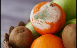 Kiflənmiş məhsulları yemək xər&ccedil;əng yaradır