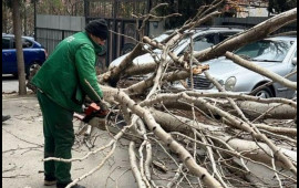 G&uuml;cl&uuml; k&uuml;lək səbəbindən 9 ağac sınıb 