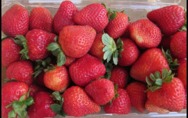 "Yavaşyavaş bizi &ouml;ld&uuml;r&uuml;rlər"  VİDEO