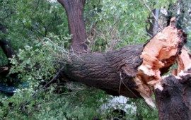13 il əvvəl bağında kəsdiyi ağaca görə 265 min manat cərimələndi