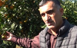 “Məhsulumuzu 30 qəpiyə belə alan yoxdur”  VİDEO  FOTO