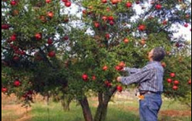 Yol kənarındakı meyvələri sakinlər yığa bilər?  A&Ccedil;IQLAMA