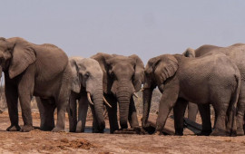 Hindistanda fil s&uuml;r&uuml;s&uuml; qadını &ouml;ld&uuml;r&uuml;b