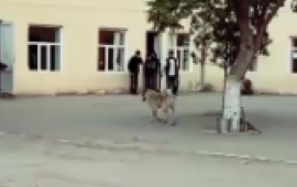 Goranboyda məktəbdə it xadiməyə hücum etdi 