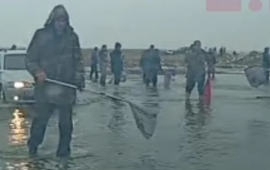 Bakıda g&ouml;l daşdı, balıqlar ətrafa yayıldı 