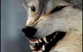 Lənkəran və Masallıda canavarlar kəndlərə h&uuml;cum edib