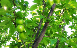 50 yaşlı kişi alçaya görə öldü