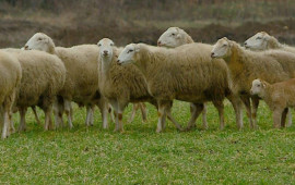 Heyvanı qam&ccedil;ı ilə d&ouml;yən &ccedil;oban məsuliyyətə cəlb edildi 