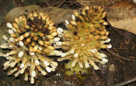 D&uuml;nyanın ən qəribə bitkisi  "Balanofora"