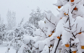 Sabah qar yağacaq, 16 dərəcə şaxta olacaq