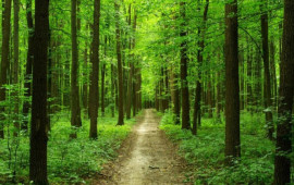 Meşədən kişi meyiti TAPILDI