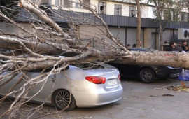 Bakıda irigövdəli ağac maşının üzərinə aşdı: Xəsarət alan var