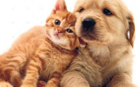 Sahibinin stressi heyvanlarda ürək problemlərinə səbəb olur