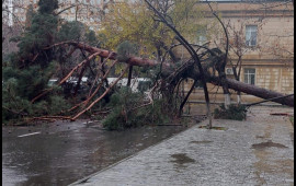Bakının mərkəzində nəhəng ağac qəfil aşdı, yol bağlandı  VİDEO  FOTOlar