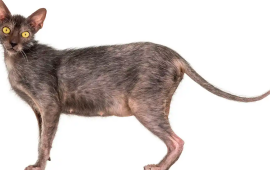 Ən nadir 5 pişik cinsi