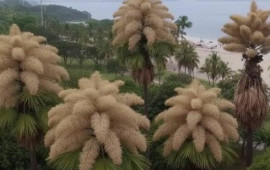 &Ouml;mr&uuml;ndə yalnız bir dəfə &ccedil;i&ccedil;ək a&ccedil;an ağac: 80 ildən bir baş verən m&ouml;c&uuml;zə