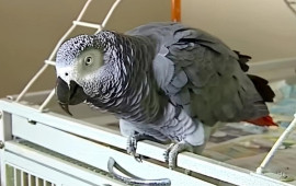 ABŞdə tutuquşu qatilin tapılmasına k&ouml;mək edib