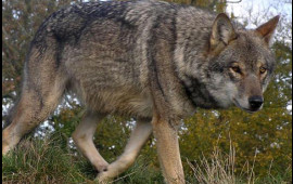 Ucarda canavarlar kəndə h&uuml;cum etdi