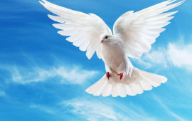 G&ouml;yər&ccedil;in hara u&ccedil;acağını necə bilir?  Alimlər qulağında g&ouml;r&uuml;n nə tapdı