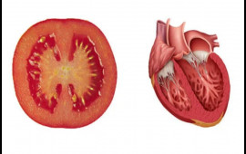 Orqanlara bənzəyən qidalar