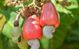 Hər kəsin sevərək yediyi kaju belə hazırlanırmış 