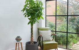 Otağın içində yetişdirilə bilən meyvə ağacları