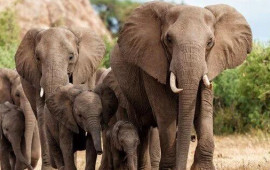 Hindistanda dəhşət: Fillər kəndlərə h&uuml;cum etdi, &ouml;lənlər var