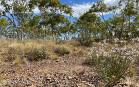 M&ouml;c&uuml;zəvi qayıdış: Nəslinin kəsildiyi zənn edilən bitki 58 il sonra yenidən tapıldı 