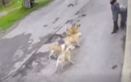 Bakıda k&uuml;&ccedil;ə itləri ana və &ouml;vladlarına h&uuml;cum etdi 