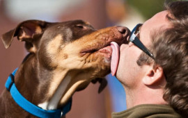 İt yaladı, qolları və ayaqları KƏSİLDİ 