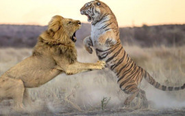 Şir və pələng: qarşılaşsalar nə baş verər və əsl &ldquo;heyvanlar aləminin şahı&rdquo; kimdir?