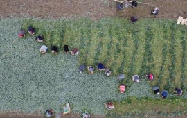 Əkən sərvət qazanır, qızıldan daha dəyərlidir