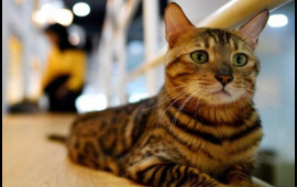 Dünyada neçə pişik var?