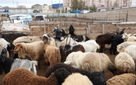 Bu heyvan bazarları fəaliyyət g&ouml;stərməyəcək 