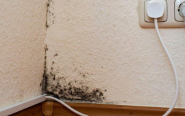 Evinizdəki kifin səbəbi məlum oldu  Dərhal yerini dəyişdirin