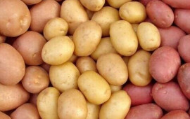 Toxumun qiyməti ikiqat ARTDI  Kartof BAHALAŞACAQ?