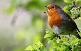 Quşlar niyə ancaq səhərlər oxuyur?  Alimlər araşdırdı