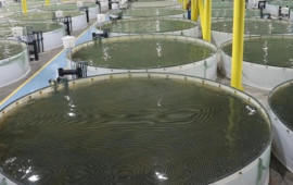 K&ouml;hnə təsərr&uuml;fatlar dir&ccedil;ələcək?