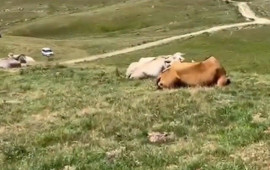 Türkiyə ciddi təhlükə ilə üzüzə  “Bütün heyvanlara yayılıb”