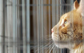 Qorxudan g&ouml;z yaşlarına boğulan PİŞİK 