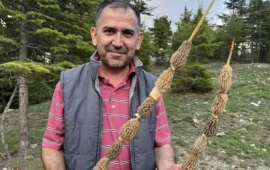 Kilosu 40 manata satılır  Bütün kənd bura axın edir