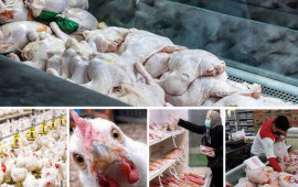 Yol qırağından nəsə alanda 2 dəfə d&uuml;ş&uuml;n&uuml;n  Hinduşka adı ilə toyuq satırlar