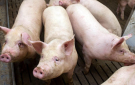 Qəssabdan "xeyriyyə" aksiyası: Məscidin qarşısında 3 min nəfərə donuz əti payladı