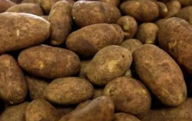 Bazarlarda satılan texniki kartoflar: Alıcılar necə ayıra bilər?