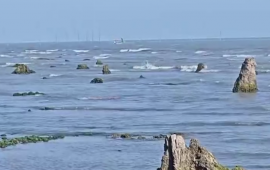 Azərbaycanda dəniz geri &ccedil;əkildi, meşə zolağı ortaya &ccedil;ıxdı  FOTO