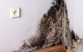 Məhlulu divara &ccedil;əkin və 20 dəqiqəyə kif tamamilə yox olur